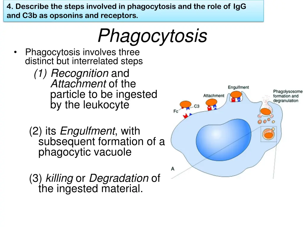 4 describe the steps involved in phagocytosis 1