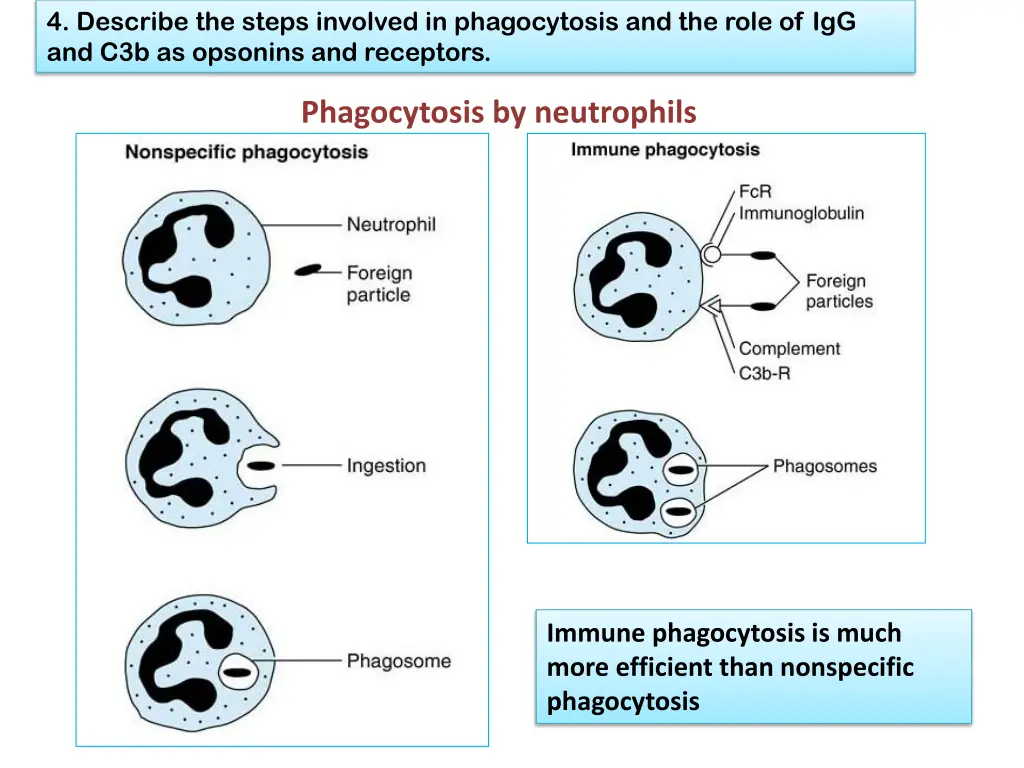 4 describe the steps involved in phagocytosis 2