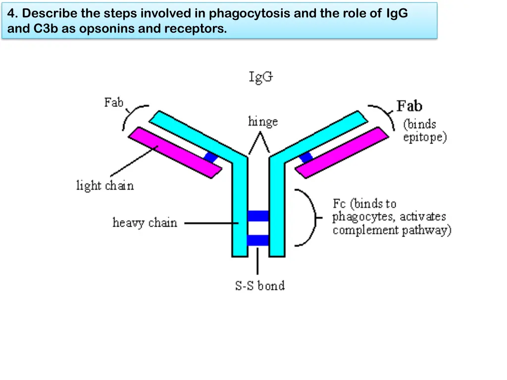 4 describe the steps involved in phagocytosis 4