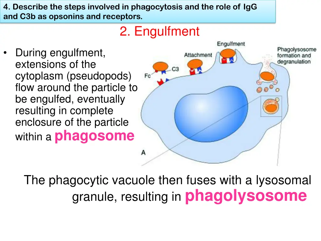 4 describe the steps involved in phagocytosis 5