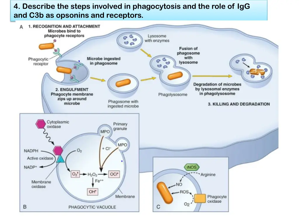 4 describe the steps involved in phagocytosis 6