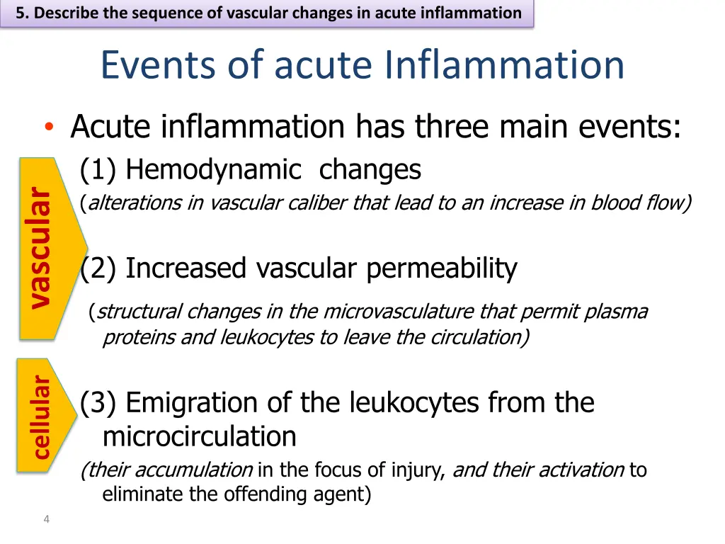 5 describe the sequence of vascular changes