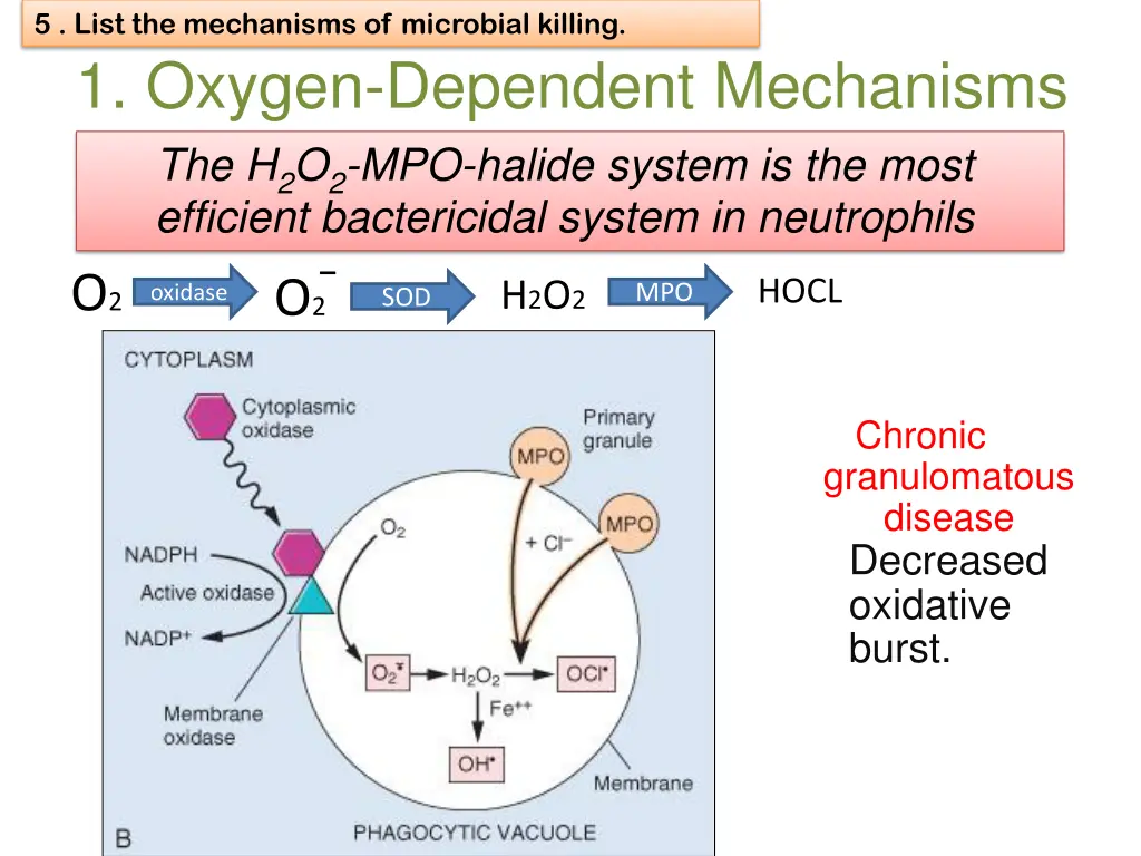 5 list the mechanisms of microbial killing 1