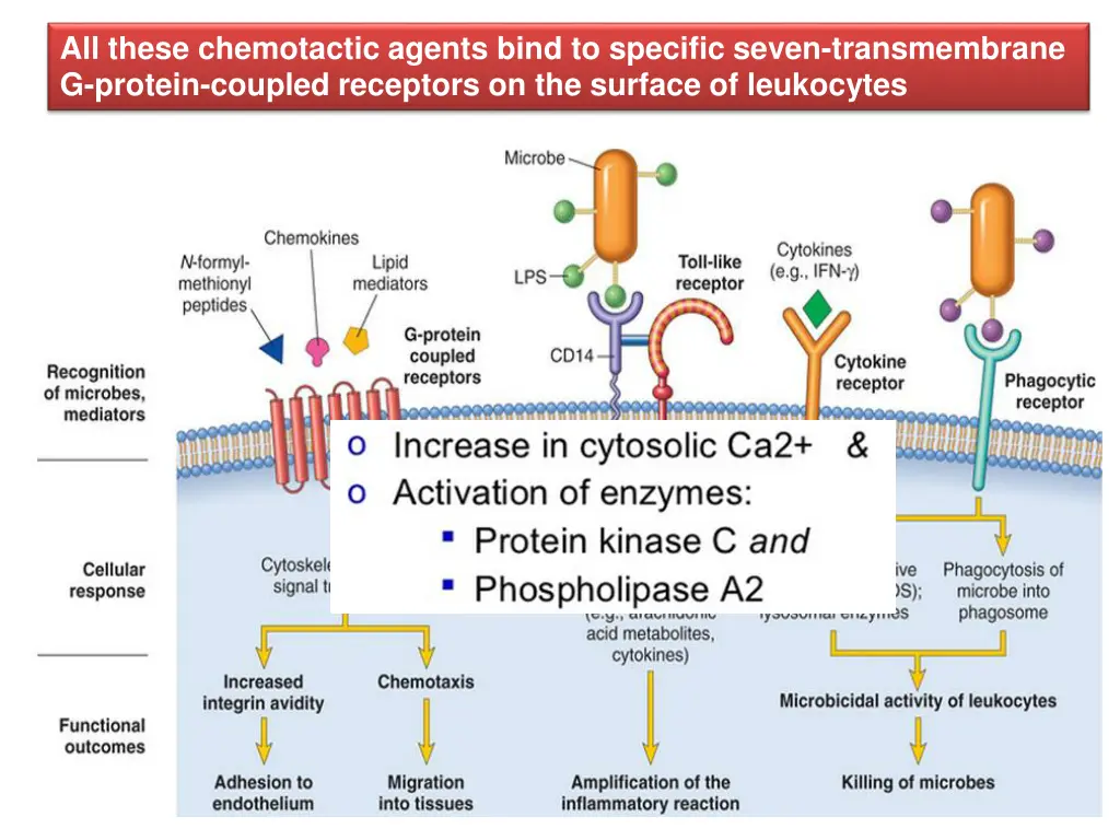 all these chemotactic agents bind to specific