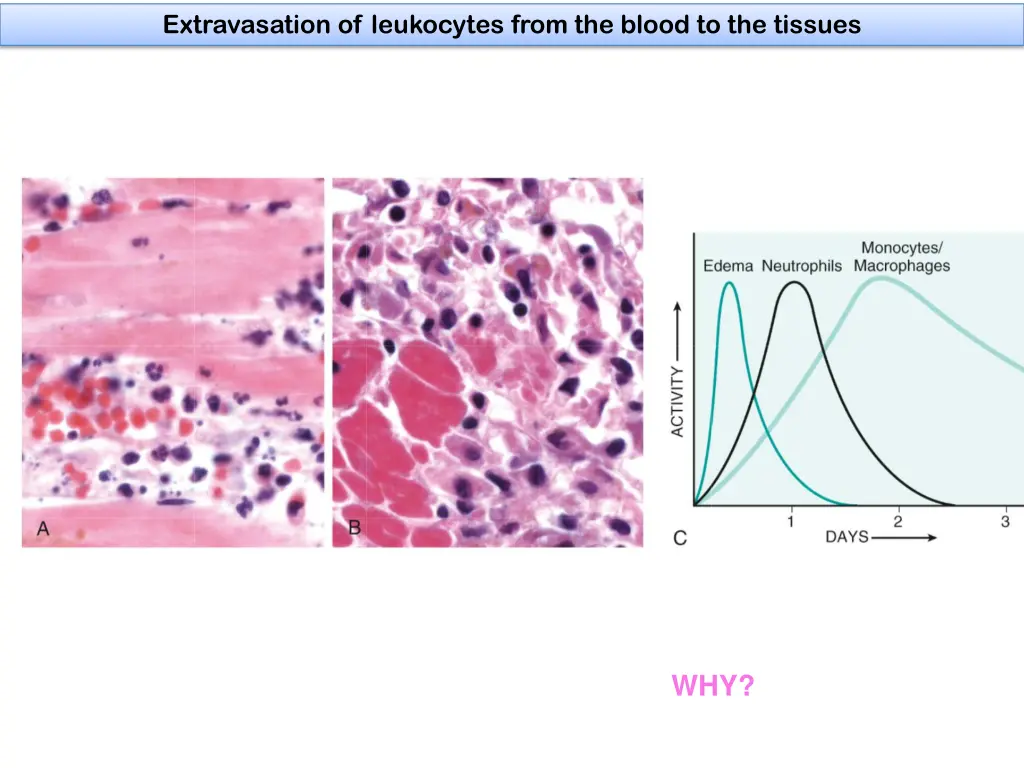 extravasation of leukocytes from the blood 1