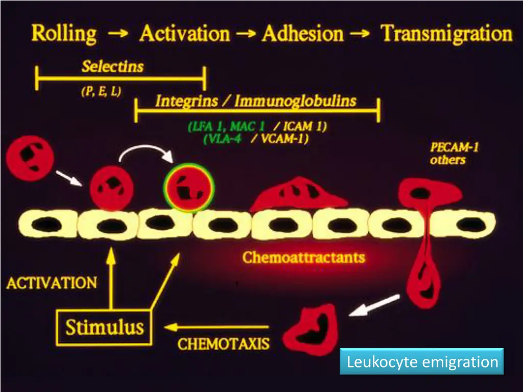 leukocyte emigration