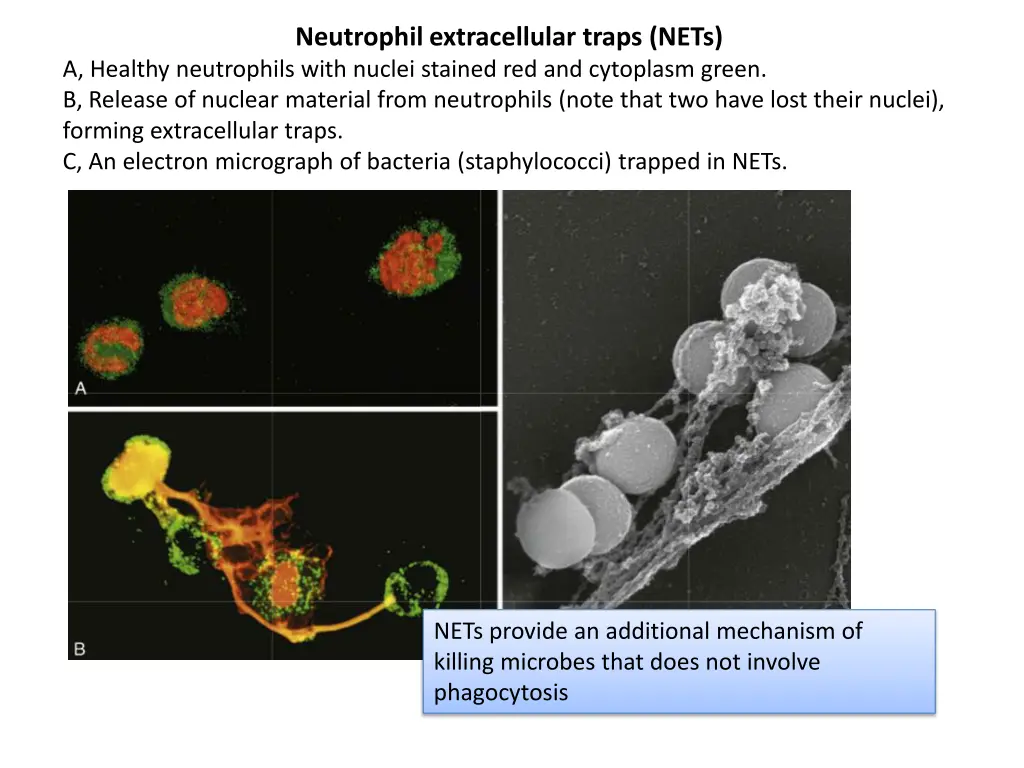 neutrophil extracellular traps nets