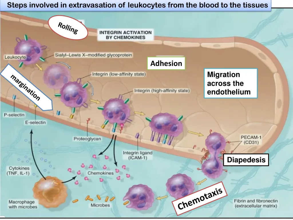 steps involved in extravasation of leukocytes