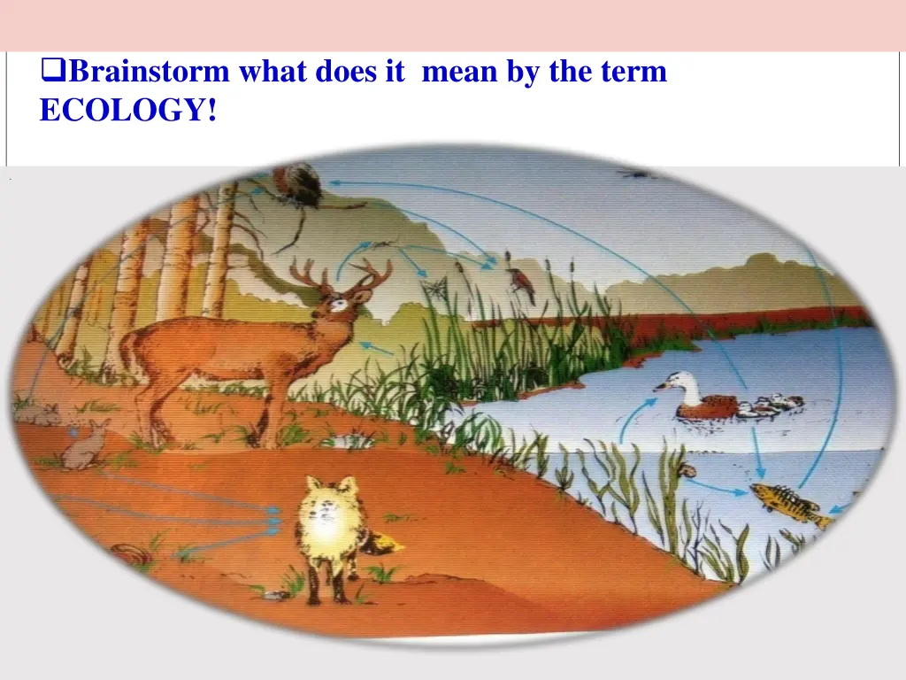 brainstorm what does it mean by the term ecology