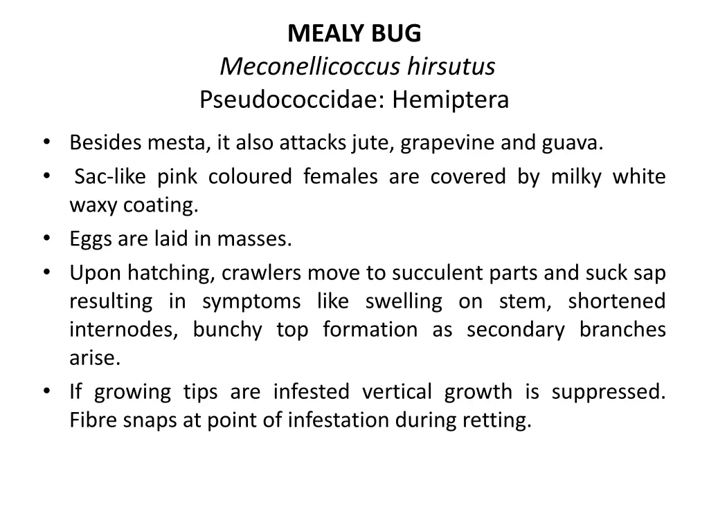 mealy bug