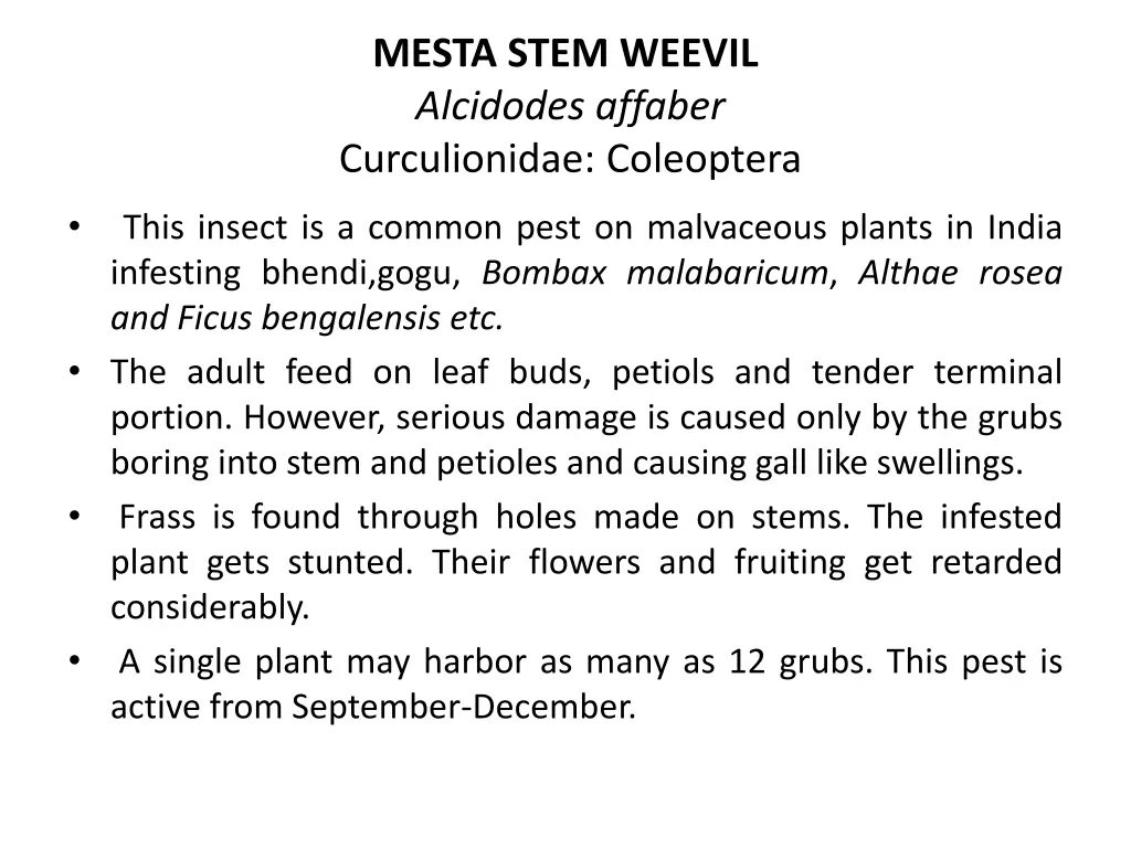 mesta stem weevil alcidodes affaber curculionidae