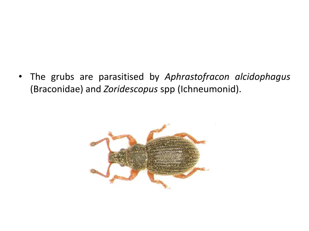 the grubs are parasitised by aphrastofracon