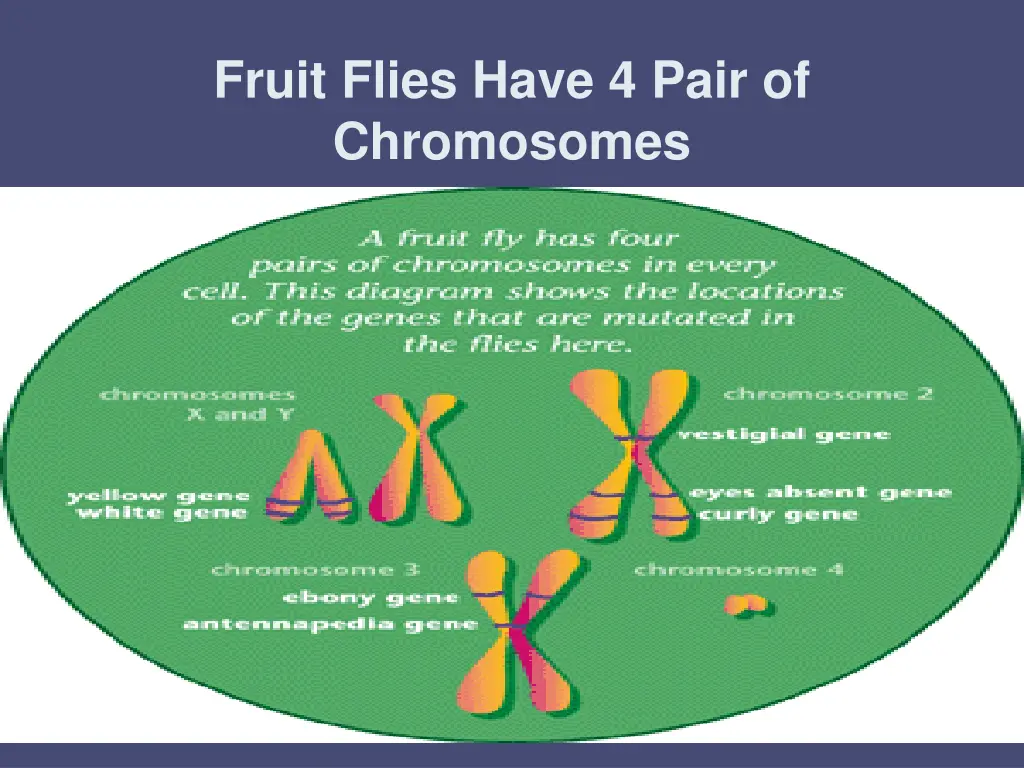 fruit flies have 4 pair of chromosomes