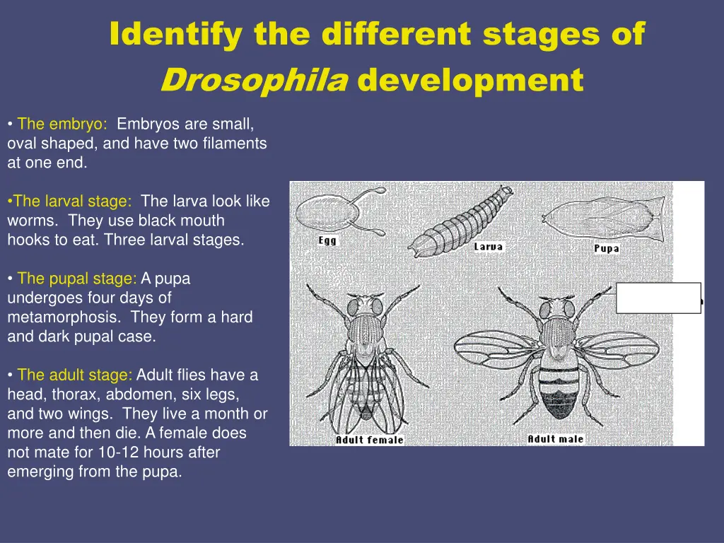 identify the different stages of drosophila 1