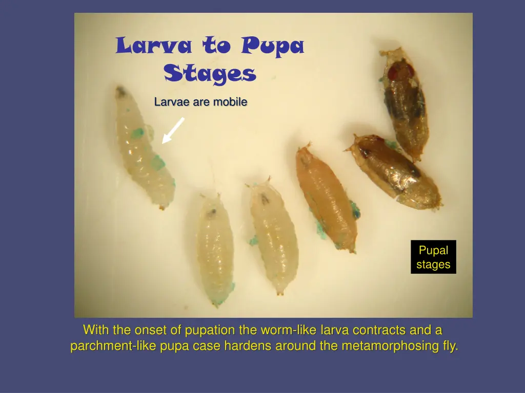 larva to pupa stages