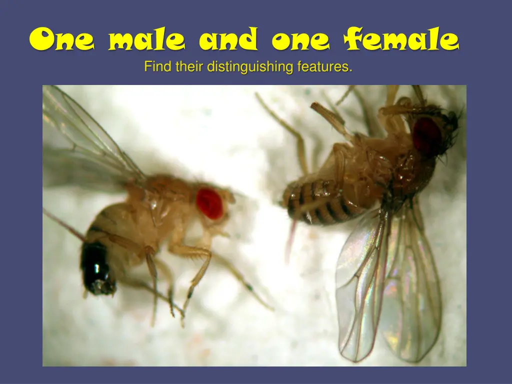 one male and one female find their distinguishing