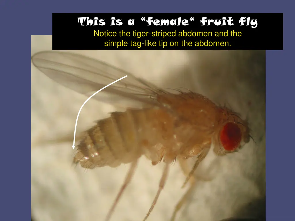 this is a female fruit fly notice the tiger