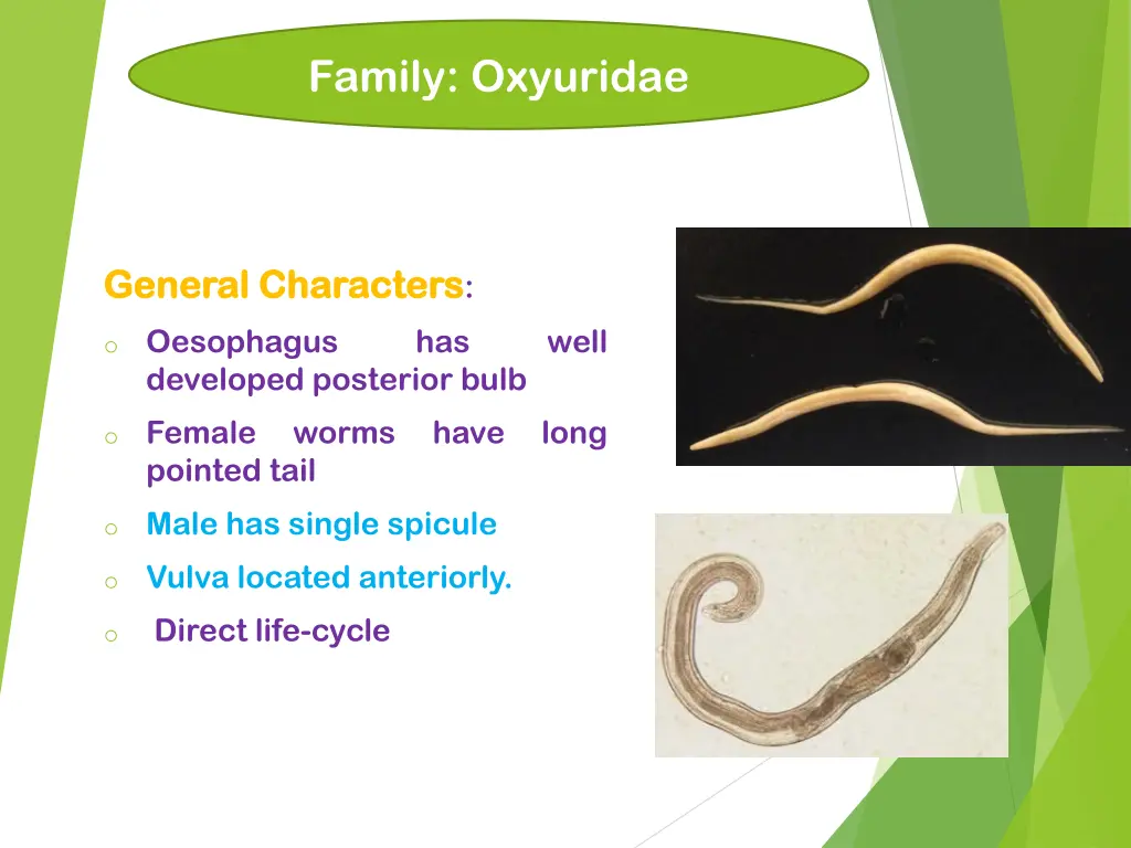 family oxyuridae