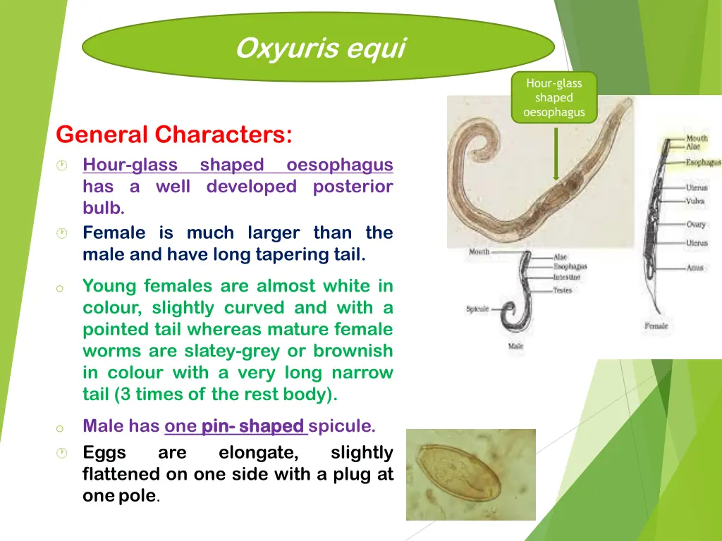 oxyuris equi 1