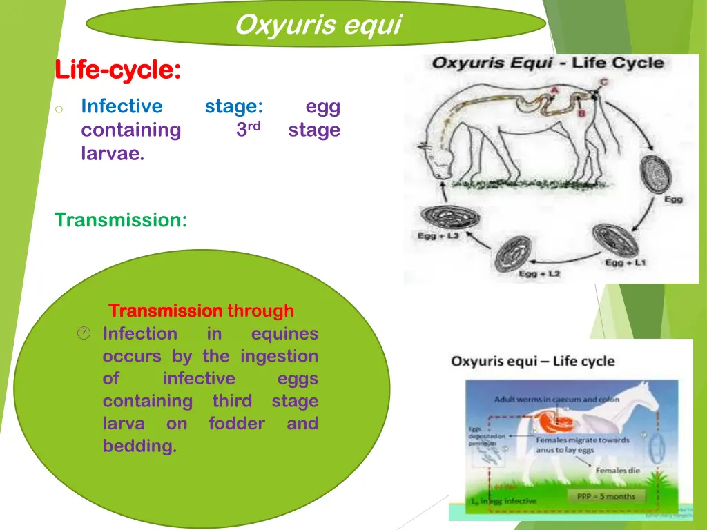 oxyuris equi 2