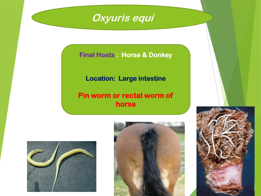 oxyuris equi