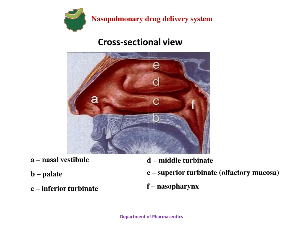 nasopulmonary drug delivery system 3