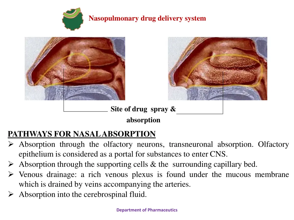 nasopulmonary drug delivery system 4