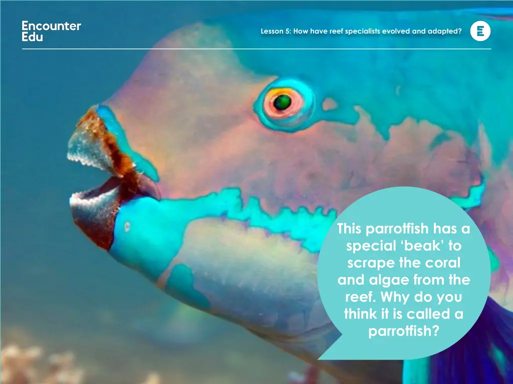 lesson 5 how have reef specialists evolved 12