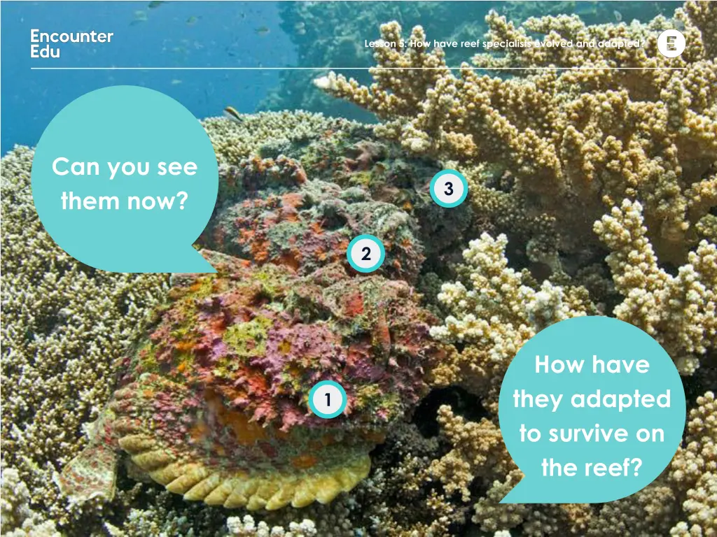 lesson 5 how have reef specialists evolved 2