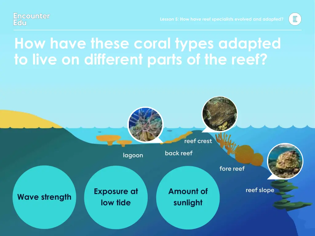 lesson 5 how have reef specialists evolved 3