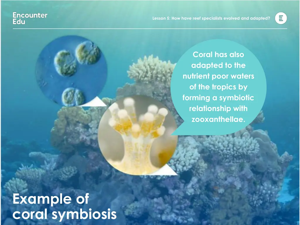 lesson 5 how have reef specialists evolved 4