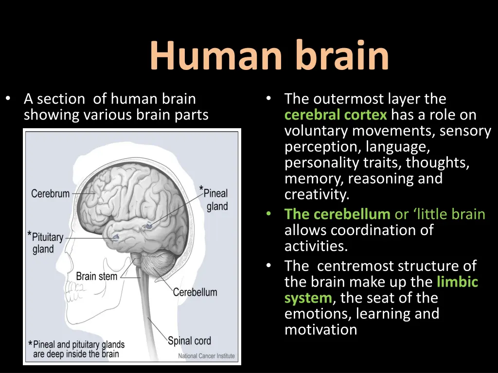 human brain the outermost layer the cerebral