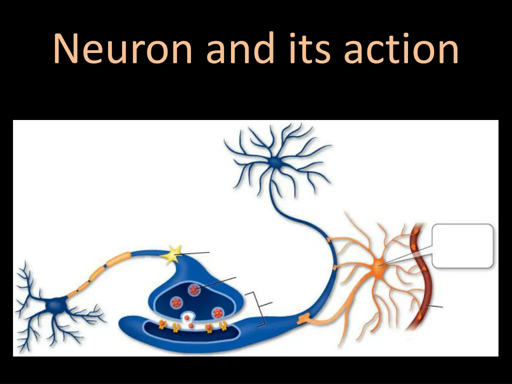 neuron and its action