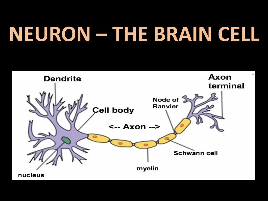 neuron the brain cell