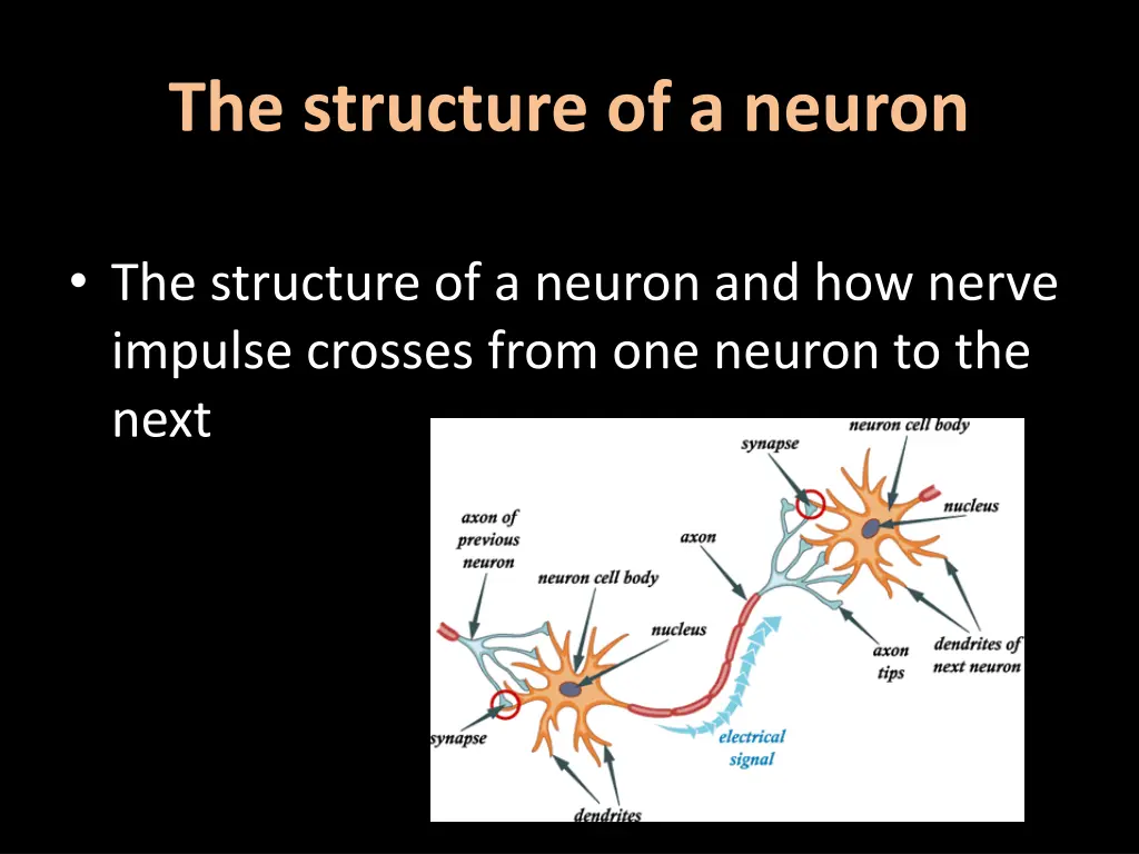 the structure of a neuron