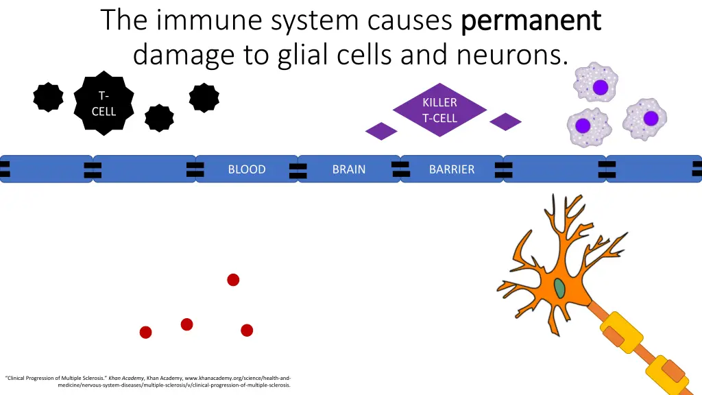 the immune system causes permanent damage