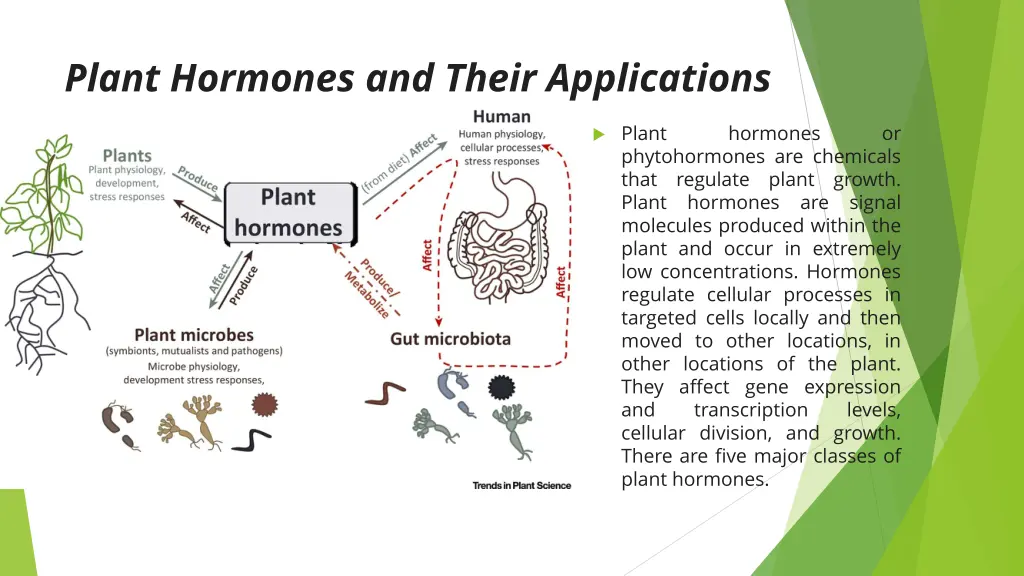 plant hormones and their applications 1