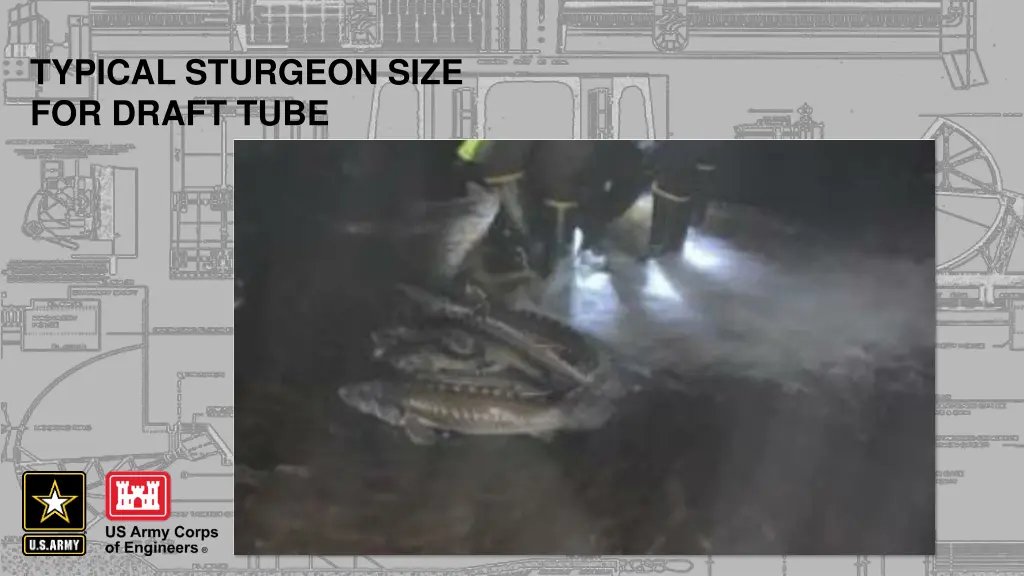 typical sturgeon size for draft tube