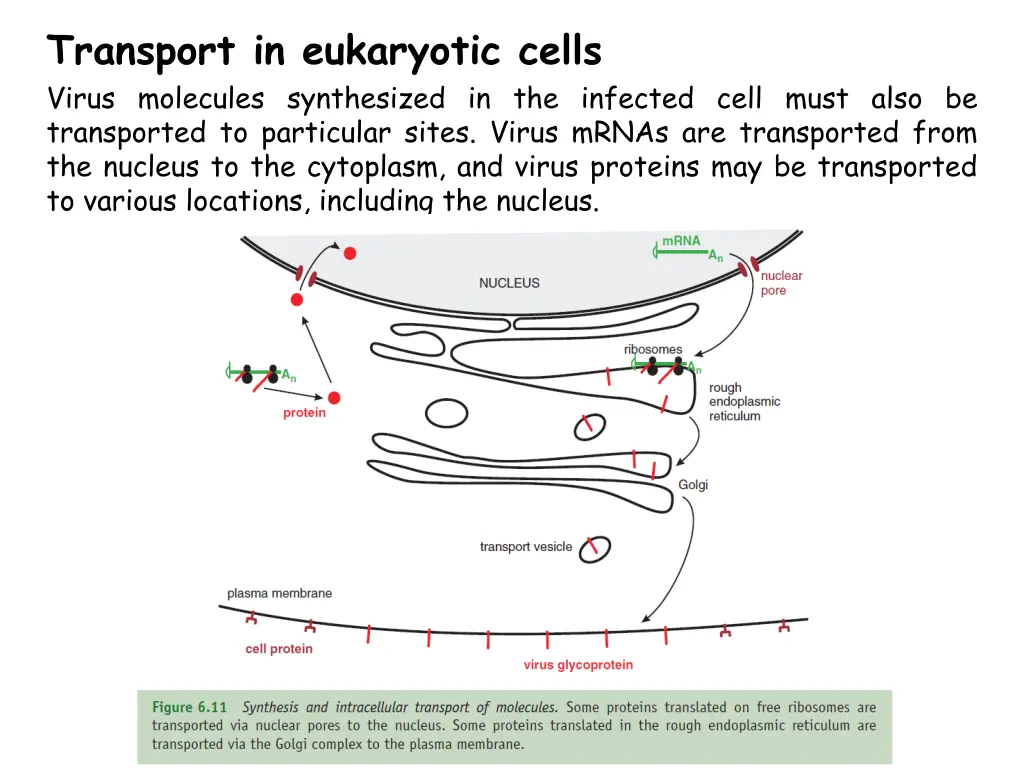 transport in eukaryotic cells virus molecules