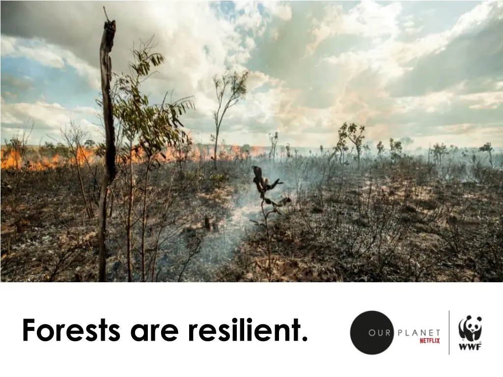 forests are resilient