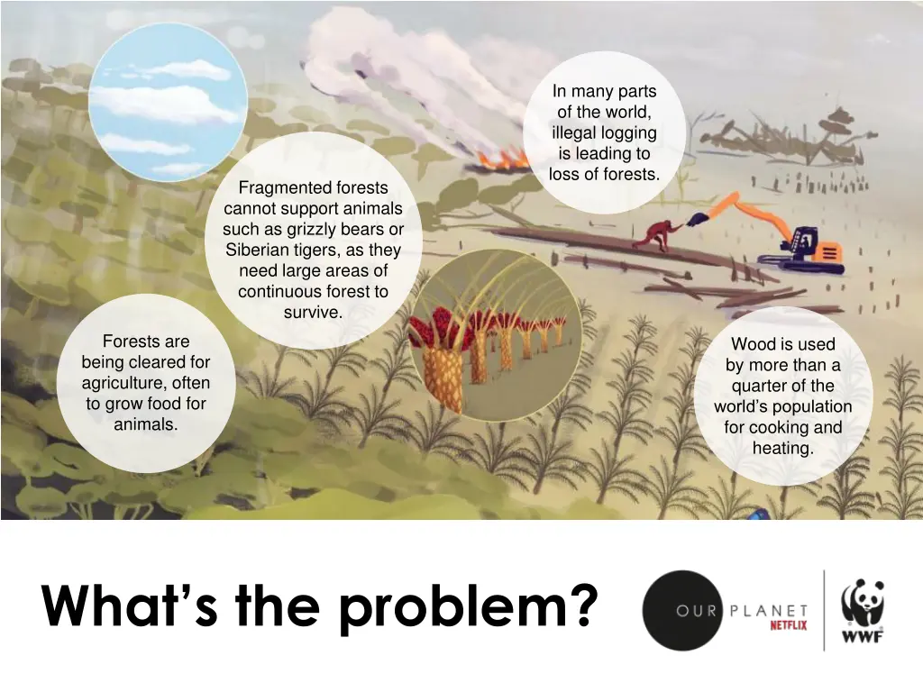 in many parts of the world illegal logging