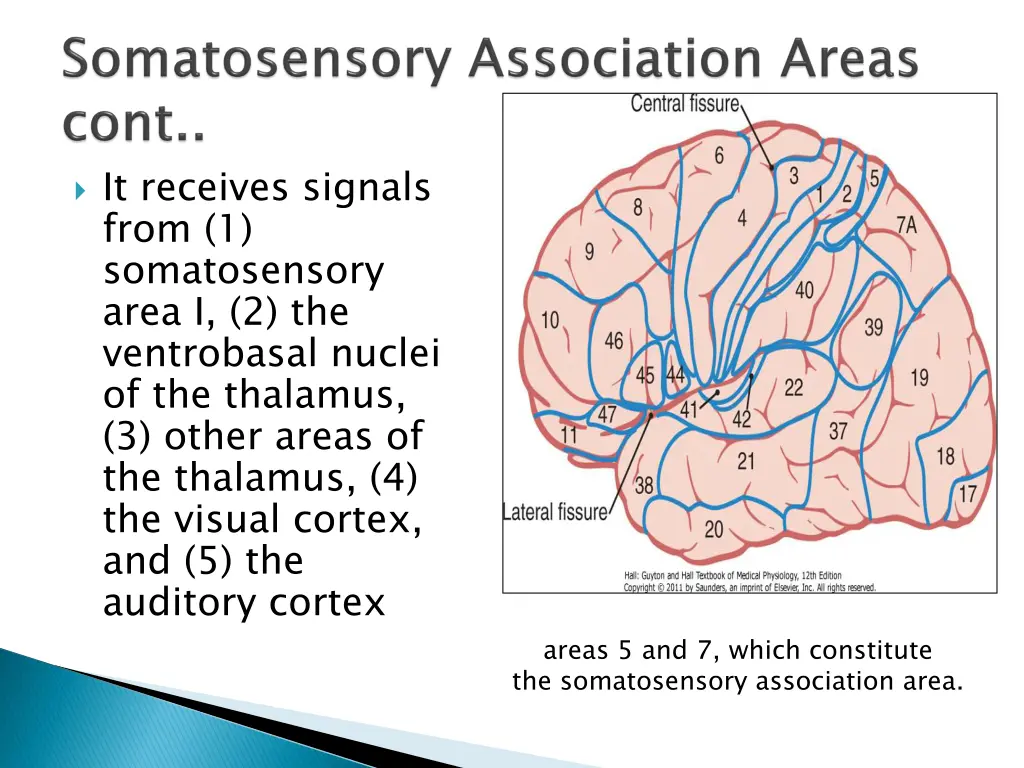 it receives signals from 1 somatosensory area