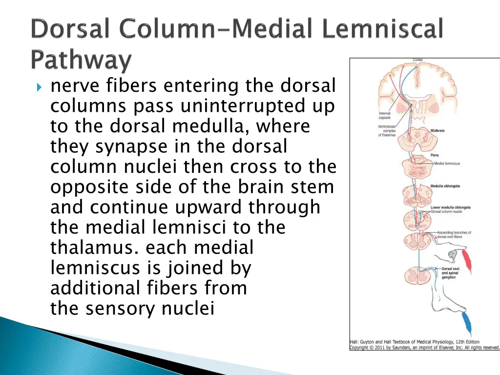 nerve fibers entering the dorsal columns pass