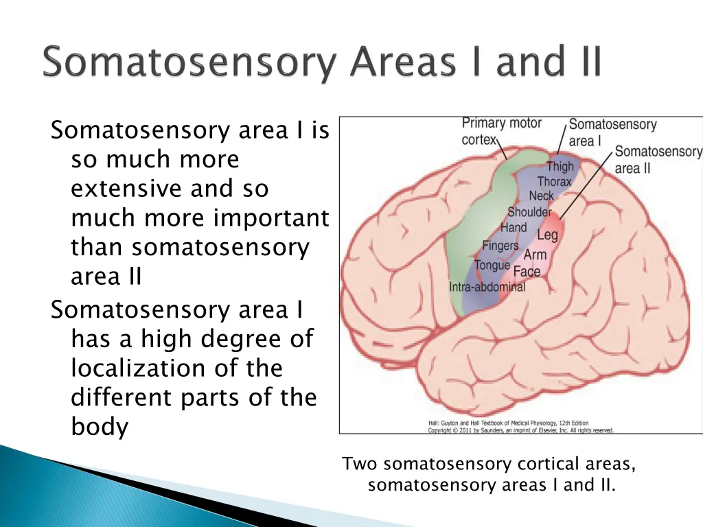 somatosensory area i is so much more extensive