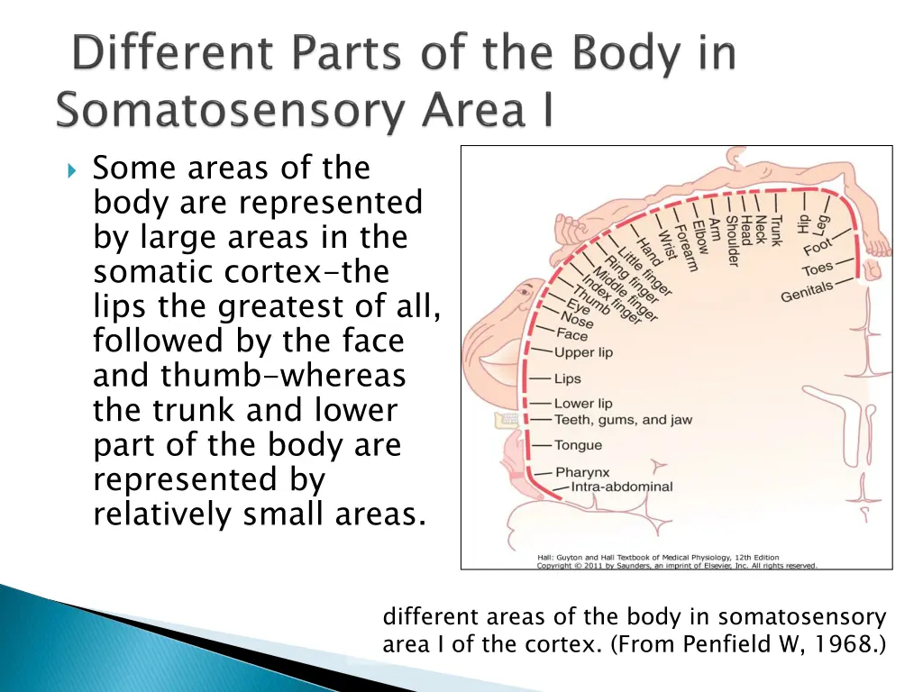 some areas of the body are represented by large