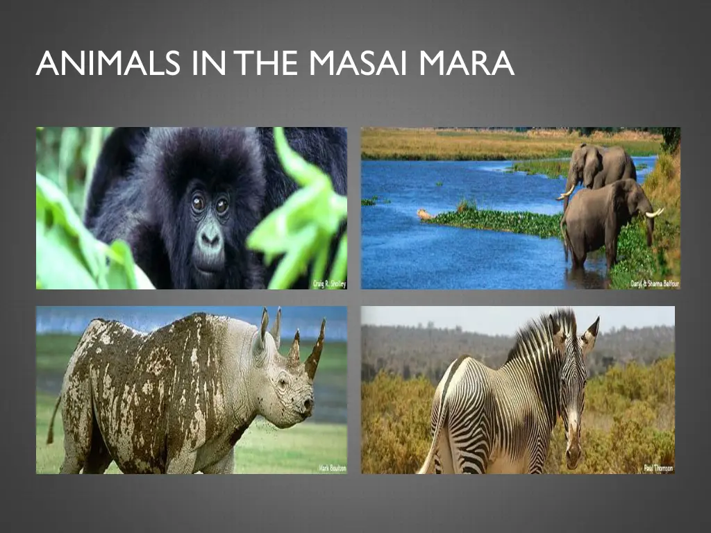 animals in the masai mara