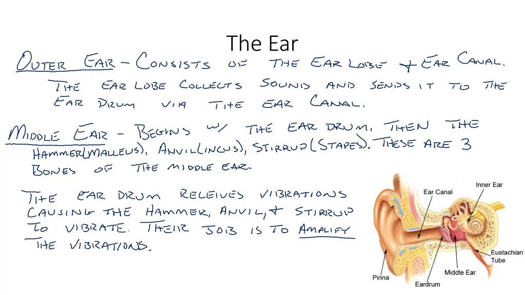 the ear