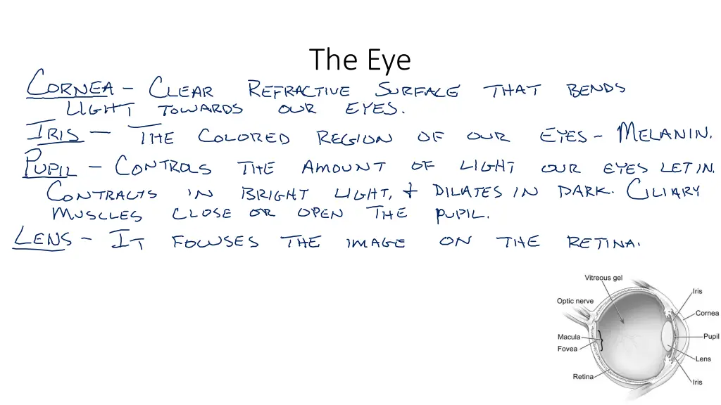 the eye