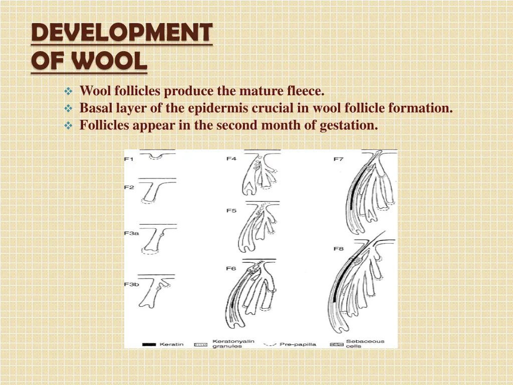 development of wool