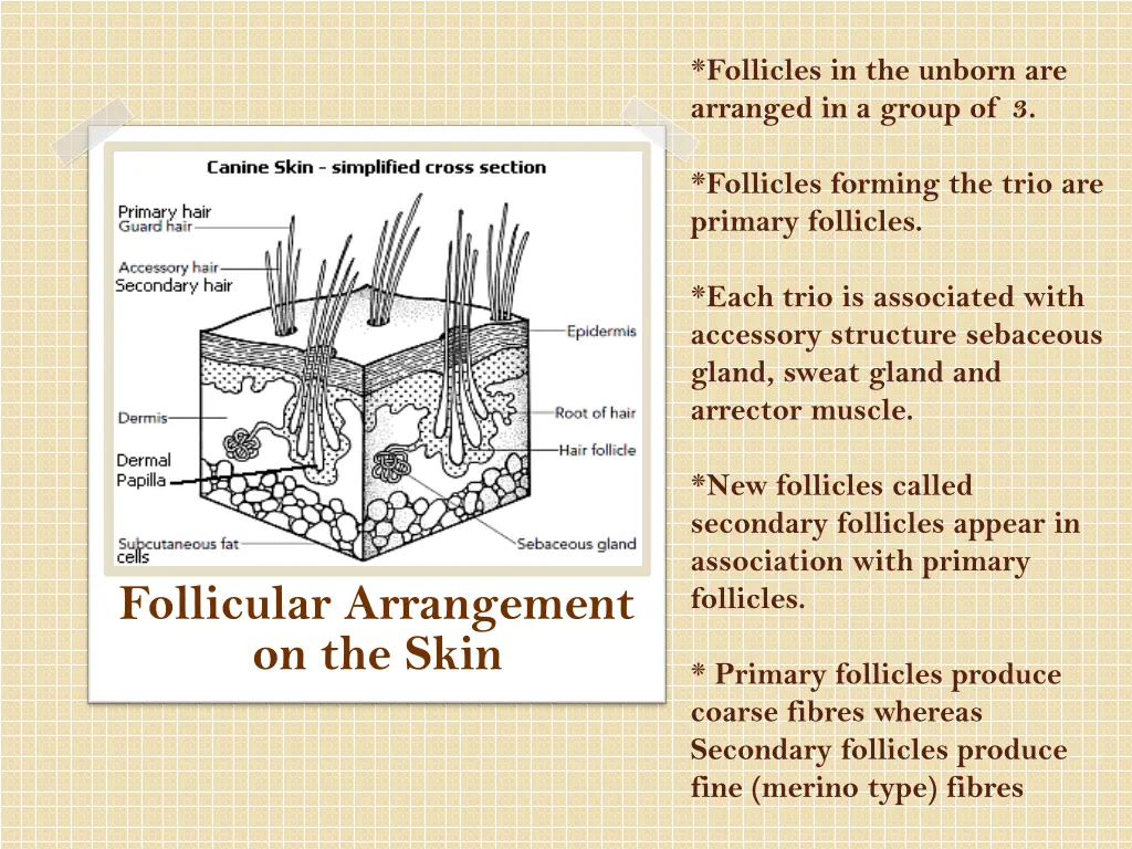 follicles in the unborn are arranged in a group